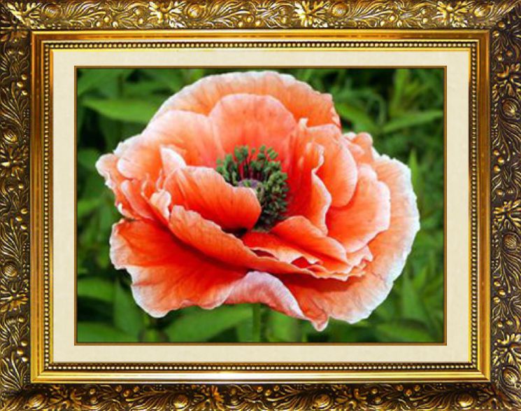 Алмазная мозаика Милато "Восточный мак" N-355