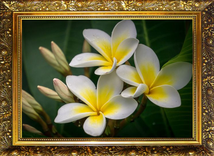 NR-54 Алмазная мозаика Милато "Плюмерия"