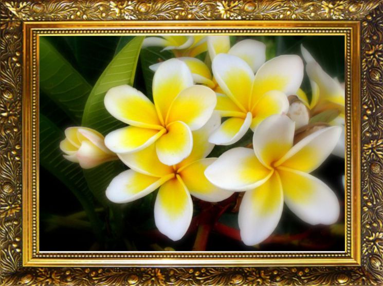 NR-62 Алмазная мозаика Милато "Желтая плюмерия"